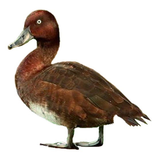 Ferruginous Pochard Duck